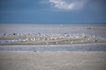 Gulls birds in the sky, beach, Baltic Sea, Latvia