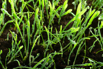 Water drops on green grass