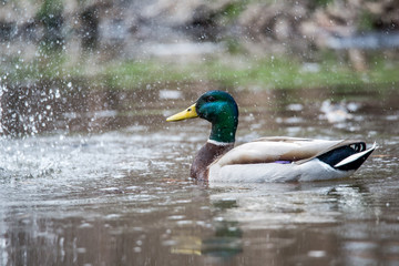 Wild Male Duck(Mallard)

