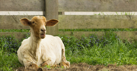 Sheared Sheep
