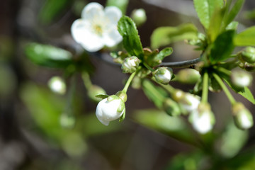 Flower buds on a branch of a cherry tree close up