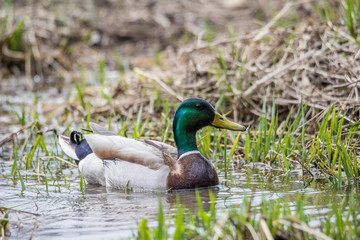 Obraz premium Wild Male Duck(Mallard) 
