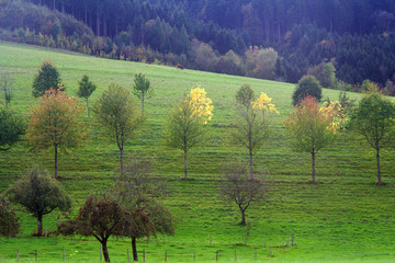 streuobstwiese im schwarzwald