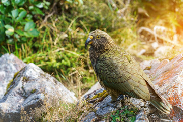 The Kea , so called 