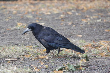 Corbeau