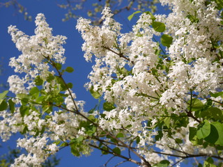 Beautiful freshly blooming white lilac flowers under the blue sky