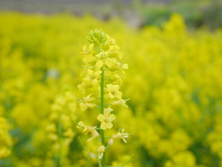 Bright yellow canola flowers blooming beautifully in wild field