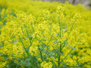 Obraz premium Bright yellow canola flowers blooming beautifully in wild field