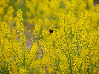 A fluffy bee flying in a rapeseed flower field