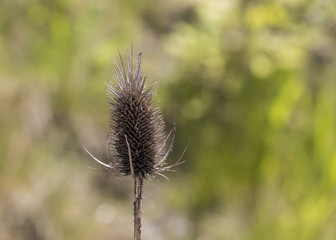 Prickly Flower