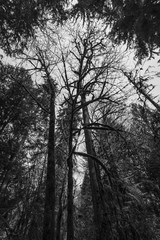 Tall Trees B&W