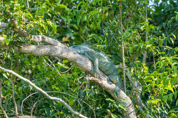Leguan im Baum, Pantanal