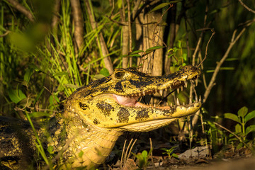 Portrait eines Brillenkaimans