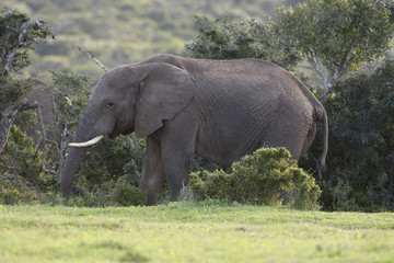 Fototapeta premium African Bush Elephant, Addo Elephant National Park