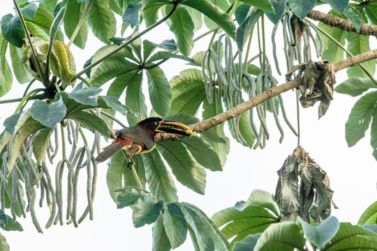 Braunohr-Arassari im Pantanal