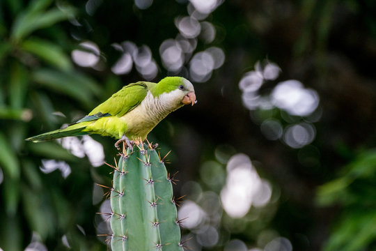 Papagei auf Kaktus, Pantanal