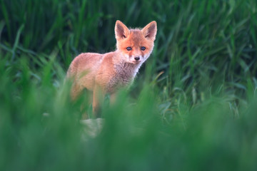 Red fox cub (Vulpes vulpes)