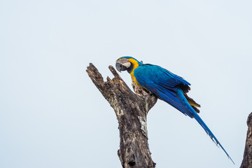 Wilder Gelbbrustara im Pantanal, Brasilien