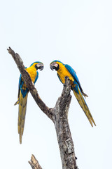 Fototapeta na wymiar Wilde Gelbbrustaras im Pantanal, Brasilien
