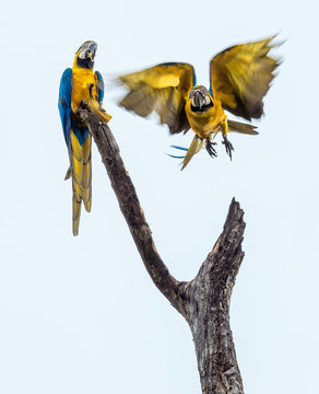 Wilde Gelbbrustaras im Pantanal, Brasilien