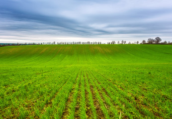 Fototapeta na wymiar Spring view of a field in Northeastern Bulgaria