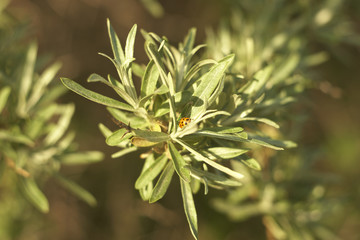 A ladybug, a beetle on a branch of sea-buckthorn
