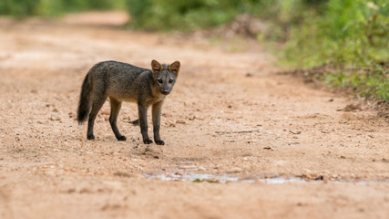 Südamerikanischer Krabbenfuchs im Pantanal