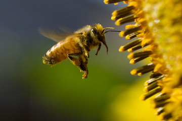 Honey Bee in flight