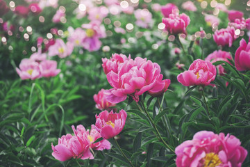 Obraz premium Beautiful pink peonies flowers, greens and bokeh lighting in the garden, summer outdoor floral nature background