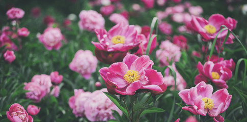 Fototapeta na wymiar Beautiful pink peonies flowers, greens and bokeh lighting in the garden, summer outdoor floral nature background