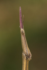 stick insect phasmatodea profile portrait macro closeup detail
