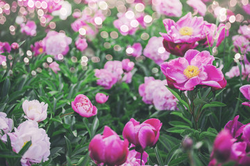 Flowers background. Beautiful pink and red peonies in field. Toning.
