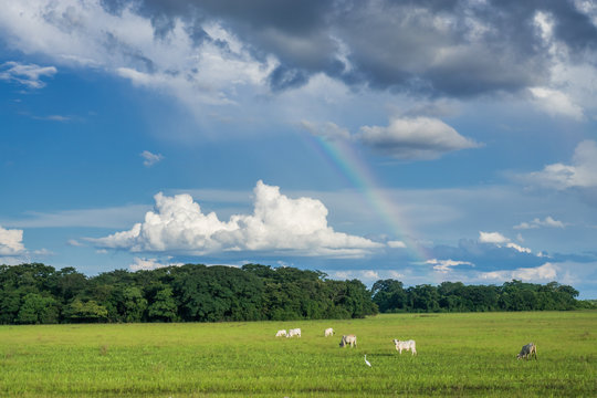 Landschaft im Pantanal mit Regenbogen und Kühen