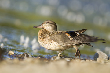 Green-winged teal