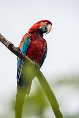 Grünflügelara im Pantanal