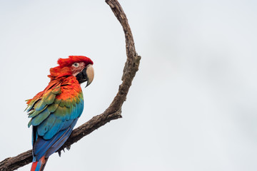 Grünflügelara im Pantanal