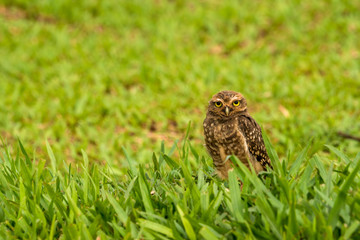 Kaninchenkauz nahe Iguazu, Brasilien