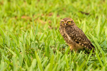 Kaninchenkauz nahe Iguazu, Brasilien