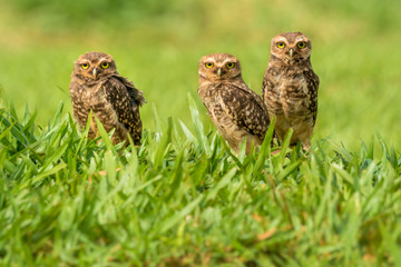 Kaninchenkauz-Familie nahe Iguazu, Brasilien