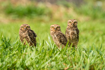 Kaninchenkauz-Familie nahe Iguazu, Brasilien