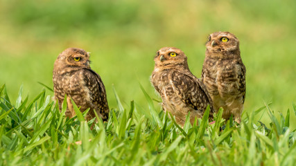 Kaninchenkauz-Familie nahe Iguazu, Brasilien