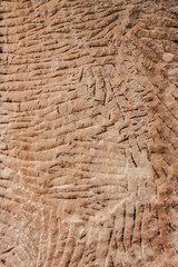 Fototapeta premium Textured sand stone