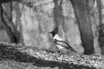 A gray crow on the shore of a lake in a spring sunny day - black and white