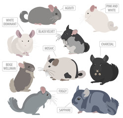 Chinchilla breeds icon set flat style isolated on white. Pet rodents collection. Create own infographic about pets