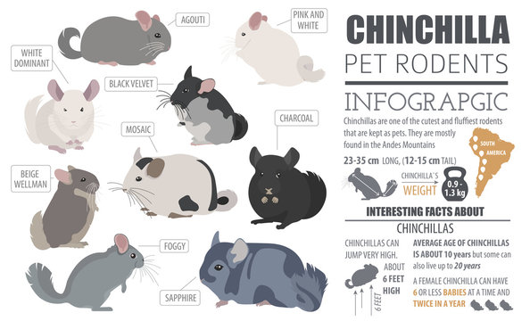Chinchilla breeds icon set flat style isolated on white. Pet rodents collection. Create own infographic about pets