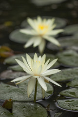 two white water lily with yellow on green background vertical - nymphaea