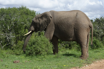 Fototapeta na wymiar African Bush Elephant, Addo Elephant National Park