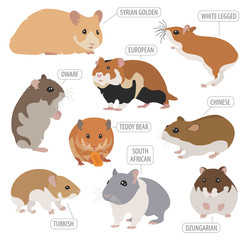 Hamster breeds icon set flat style isolated on white. Pet rodents collection. Create own infographic about pets