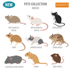 Mice breeds icon set flat style isolated on white. Mouse rodents collection. Create own infographic about pets - obrazy, fototapety, plakaty
