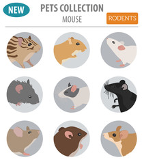 Obraz premium Mice breeds icon set flat style isolated on white. Mouse rodents collection. Create own infographic about pets